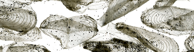 Metamorphosis 