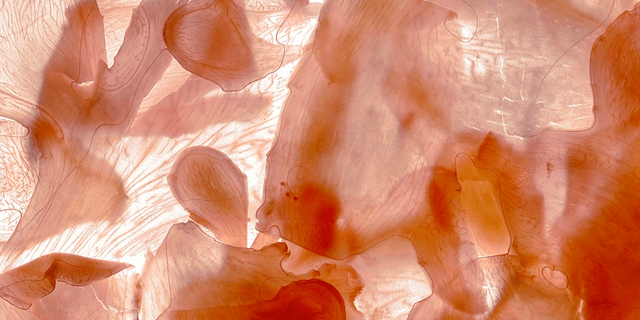 Toile GINGER PINK 
