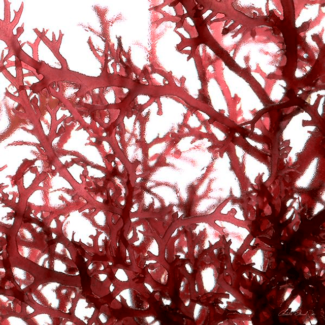  ALGUES ROUGES